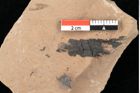 Foto (Detailansicht) von Asterocalyx styriacus Ettingshausen (NHMW-GEO-2024-0188-0431)